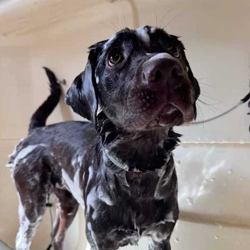 Labrador being bathed-by Kayleigh Twinkle & Tails